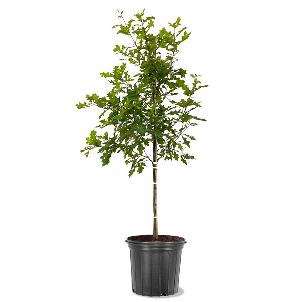 American Plant Exchange Shade Tree Live Nuttal Oak, 5Gallon Pot Wayfair